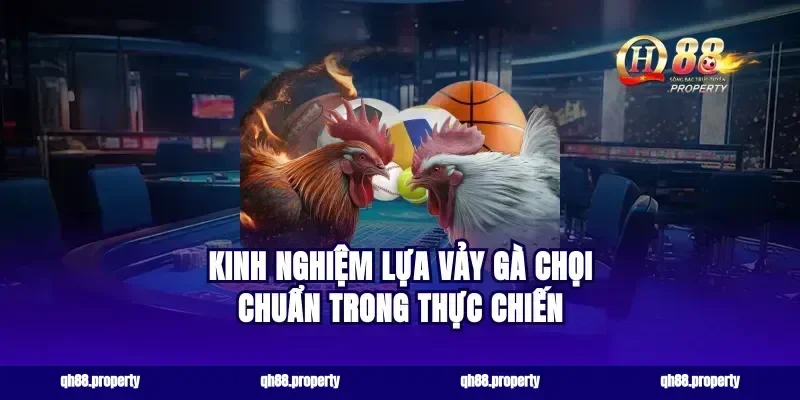 Kinh nghiệm lựa vảy gà chọi chuẩn trong thực chiến