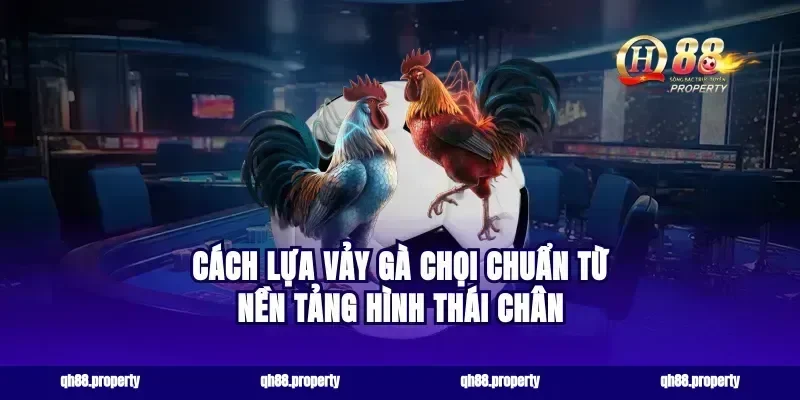Cách lựa vảy gà chọi chuẩn từ nền tảng hình thái chân